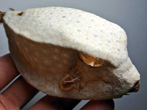 海岸 見つけた ハコフグ 構造 標本 骨 ハニカム構造