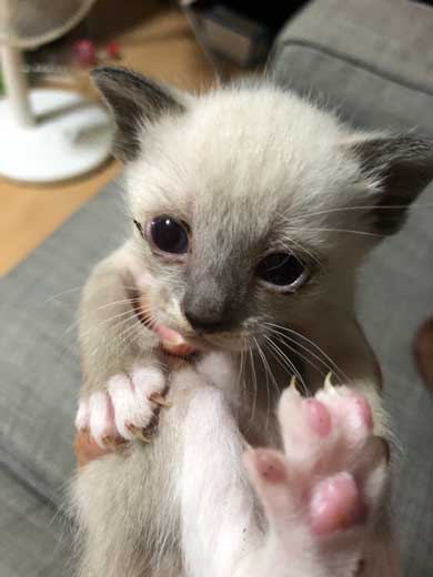 シャム猫の色変わりすぎ選手権　白猫 狸 ビフォーアフター 成長 柄 変化