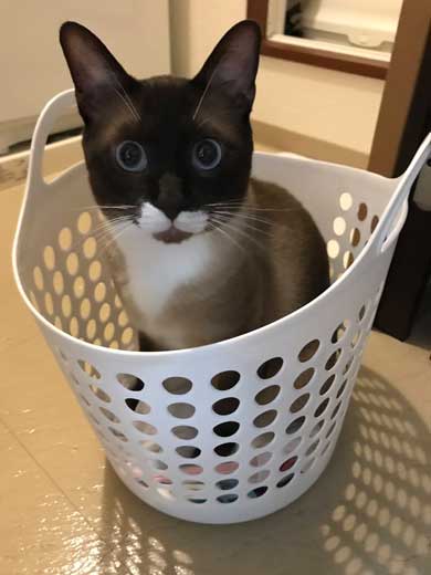 シャム猫の色変わりすぎ選手権　白猫 狸 ビフォーアフター 成長 柄 変化