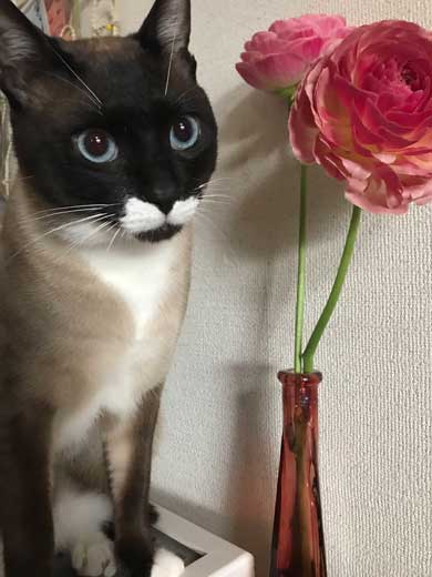 シャム猫の色変わりすぎ選手権　白猫 狸 ビフォーアフター 成長 柄 変化