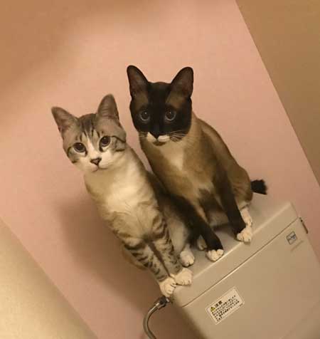 シャム猫の色変わりすぎ選手権　白猫 狸 ビフォーアフター 成長 柄 変化