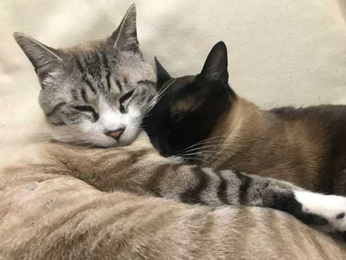 シャム猫の色変わりすぎ選手権　白猫 狸 ビフォーアフター 成長 柄 変化