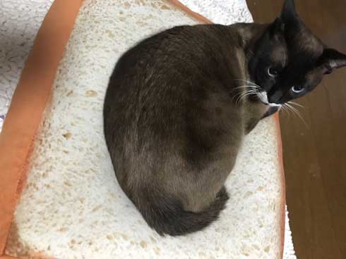 シャム猫の色変わりすぎ選手権　白猫 狸 ビフォーアフター 成長 柄 変化