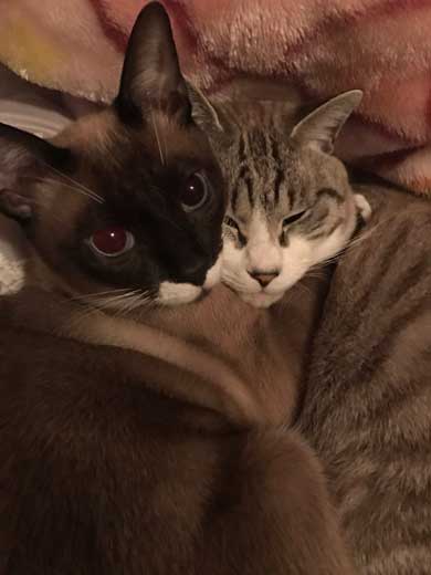 シャム猫の色変わりすぎ選手権　白猫 狸 ビフォーアフター 成長 柄 変化