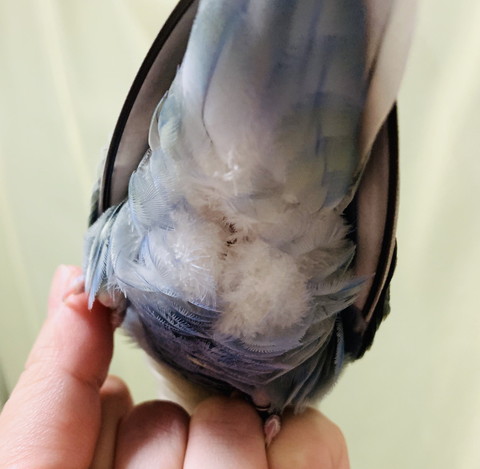 こまちゃんのおしり