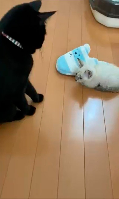 保護ねこ