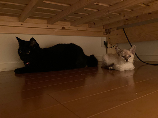 黒猫のミナさん