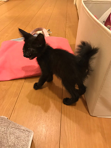 黒猫のミナさん