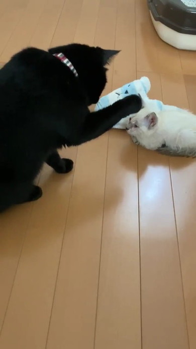 黒猫のミナさん