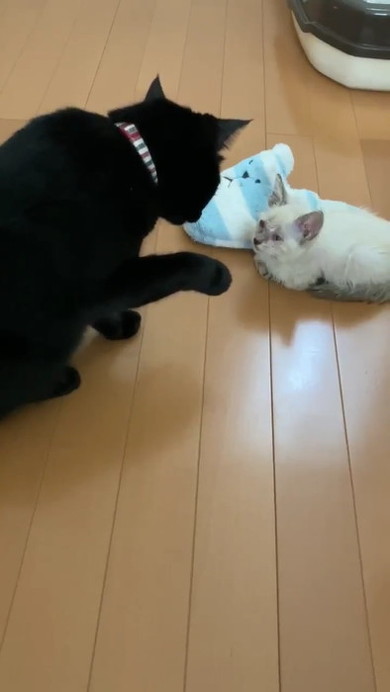 黒猫のミナさん