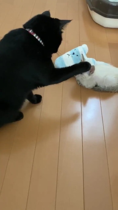 黒猫のミナさん