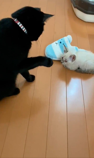 黒猫のミナさん