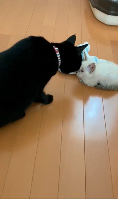 黒猫のミナさん