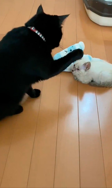 黒猫のミナさん