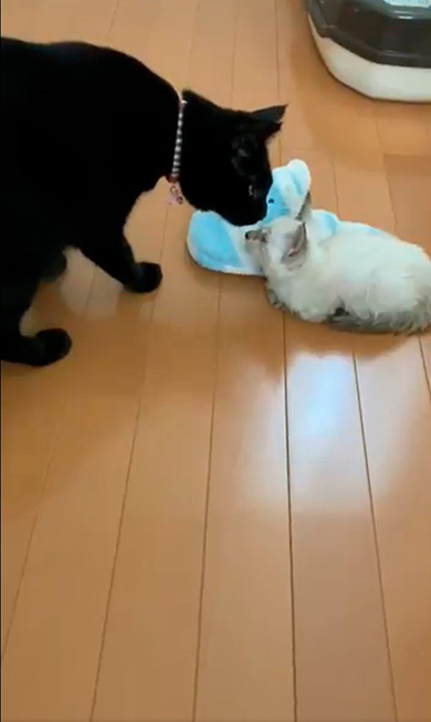 黒猫のミナさん