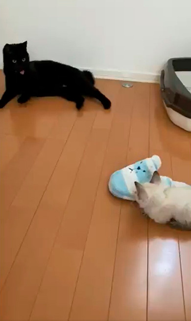 黒猫のミナさん