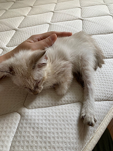 黒猫のミナさん