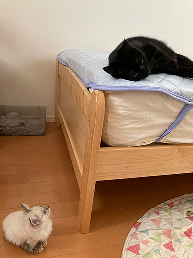 黒猫のミナさん