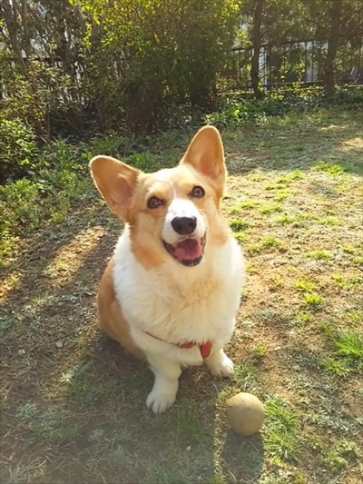 コギまる