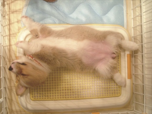 コギまる