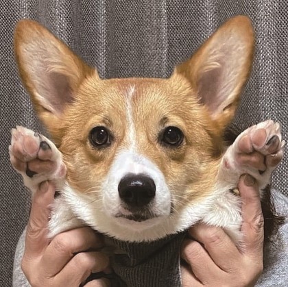 コギまる