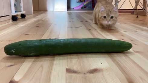 きゅうりと猫