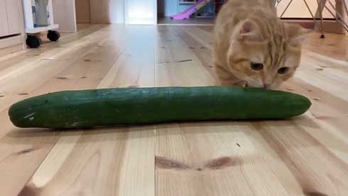 きゅうり 猫 ハグ 抱き枕 大好き グルグル ぷっちょ