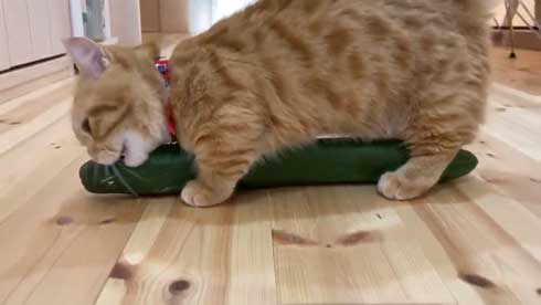 きゅうり猫