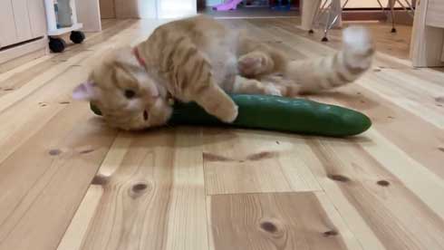 きゅうり 猫 ハグ 抱き枕 大好き グルグル ぷっちょ