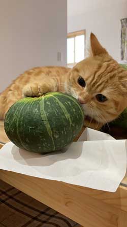 きゅうり 猫 ハグ 抱き枕 大好き グルグル ぷっちょ
