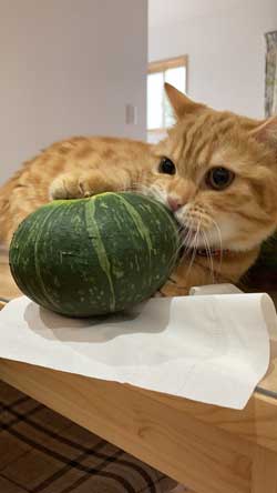 きゅうり 猫 ハグ 抱き枕 大好き グルグル ぷっちょ