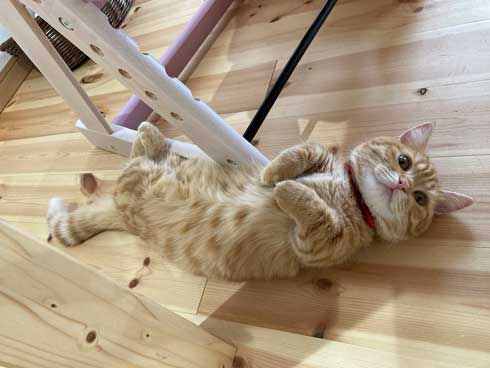 きゅうり 猫 ハグ 抱き枕 大好き グルグル ぷっちょ