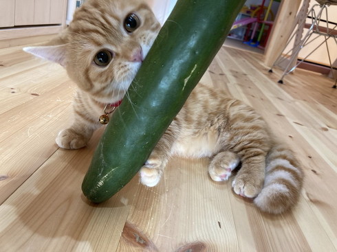 きゅうり 猫 ハグ 抱き枕 大好き グルグル ぷっちょ