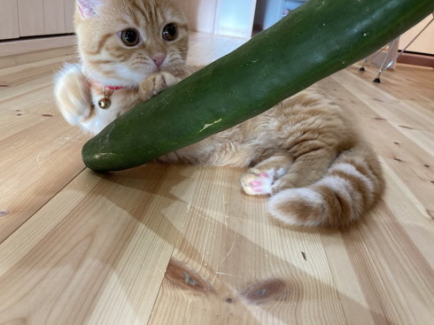 きゅうり 猫 ハグ 抱き枕 大好き グルグル ぷっちょ