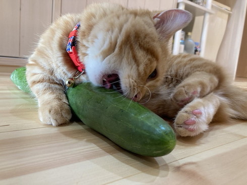 きゅうり 猫 ハグ 抱き枕 大好き グルグル ぷっちょ