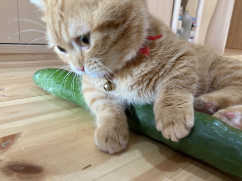 きゅうり 猫 ハグ 抱き枕 大好き グルグル ぷっちょ