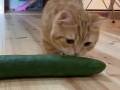 きゅうりと猫の動画が想像のナナメ上……！　大興奮の猫ちゃんに「きゅうりになりたい」「まるでマタタビ」の声
