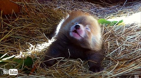 レッサーパンダ