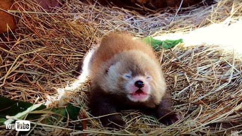 レッサーパンダ