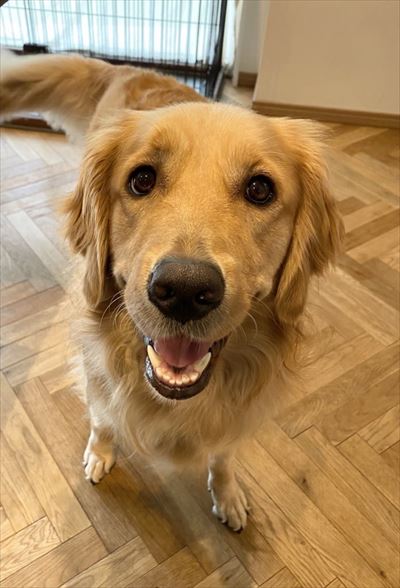 犬