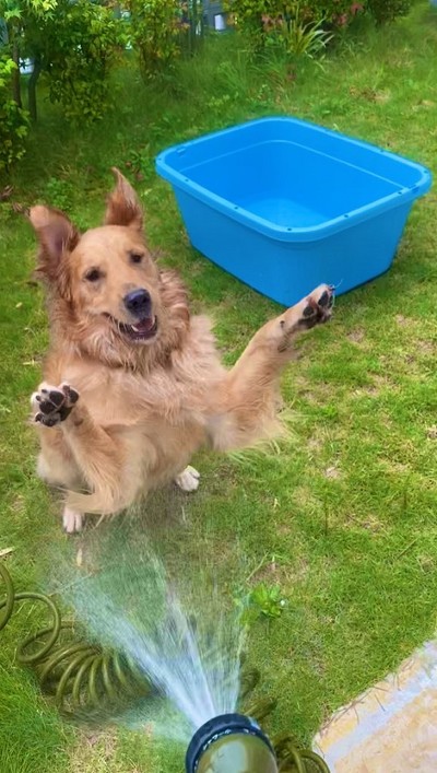 犬