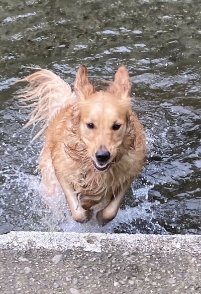 犬