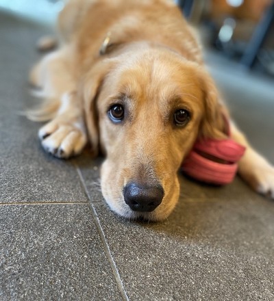 犬