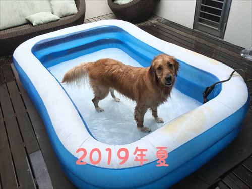犬