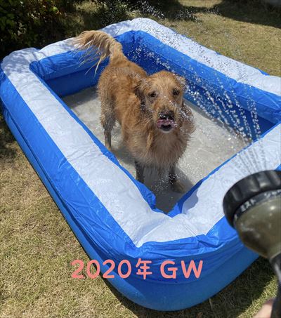 犬