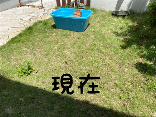 犬