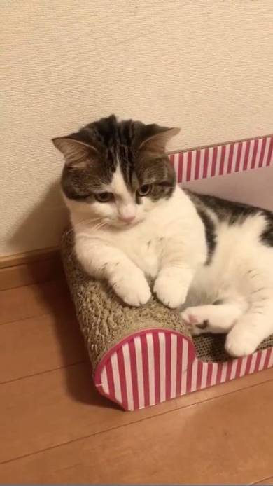 猫 ライちゃん