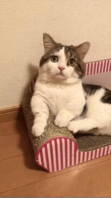 猫 ライちゃん