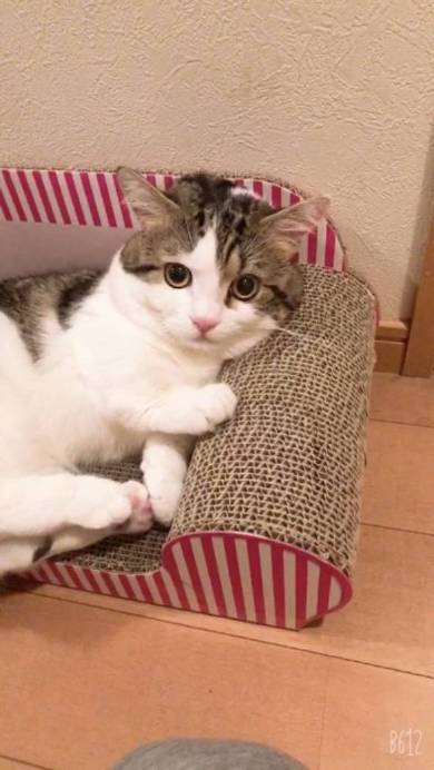 猫 ライちゃん