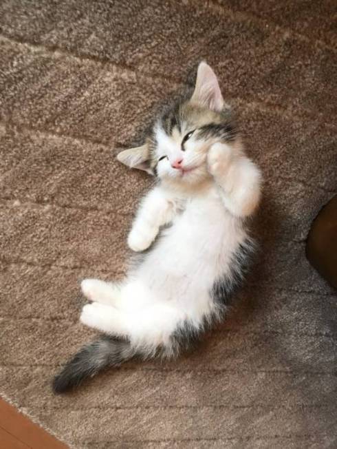 猫 ライちゃん